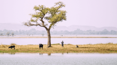 A person herding cattle near a water body with a lone tree in the background.