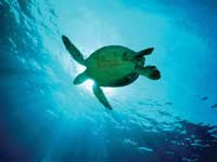 sea turtle