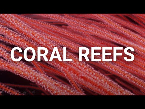 Underwater Architects - The priceless nature of coral reefs