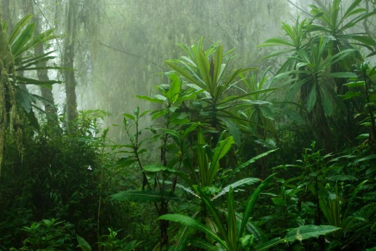 A tropical forest with a lot of plants and trees.