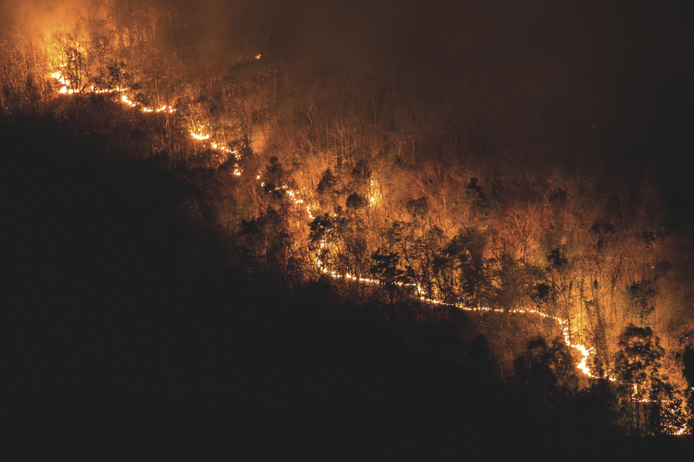 Wildfire consuming a forest at night.