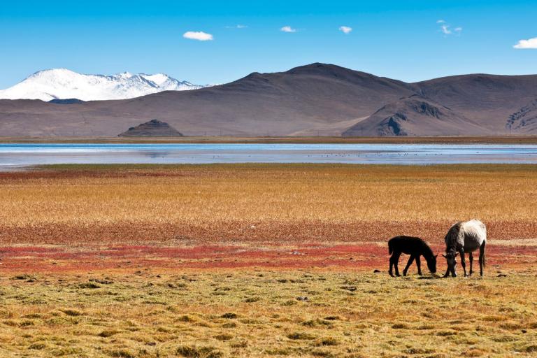 Two horses graze on a grassy plain with multicolored patches near a calm lake. Snow-capped mountains and a clear blue sky can be seen in the background.