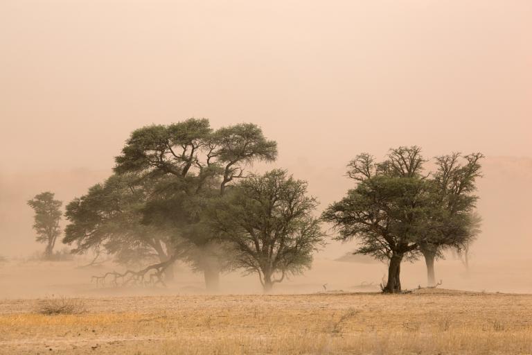 A small group of trees stands in a hazy, dust-filled landscape, with sparse dry grasses covering the ground.
