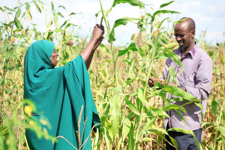 Two people standing in a field, inspecting corn plants. One person is dressed in a green garment, reaching up to a plant. The other person is holding a corn stalk, smiling.