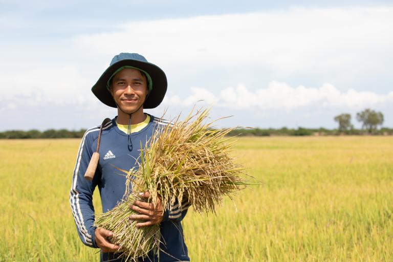 A person in a hat and blue long-sleeve shirt stands in a field holding a bundle of harvested crops.