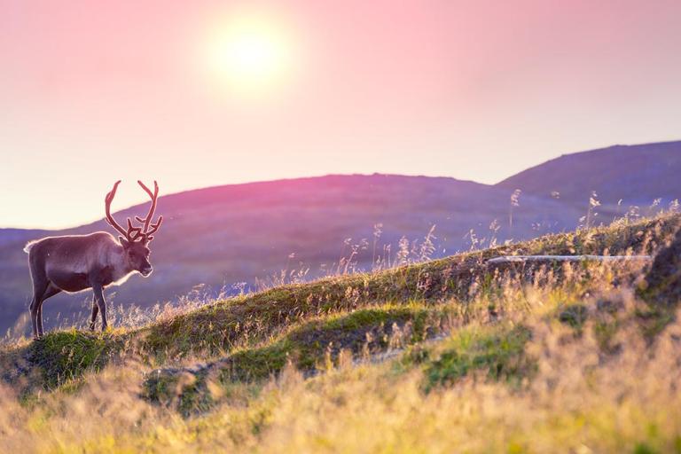 A reindeer with large antlers stands on a grassy hill at sunset, with rolling hills and a colorful sky in the background.