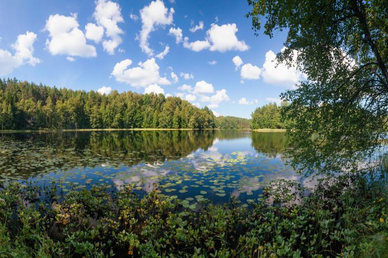 A peaceful lake surrounded by a dense forest with lily pads floating on the water, under a blue sky with scattered clouds.