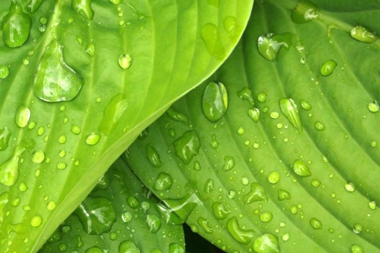 Close-up of green leaves with visible veins, covered in fresh water droplets.