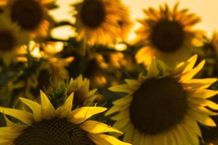 Close-up of several sunflowers with yellow petals, shown in warm sunlight, with a soft, blurred background of more sunflowers.