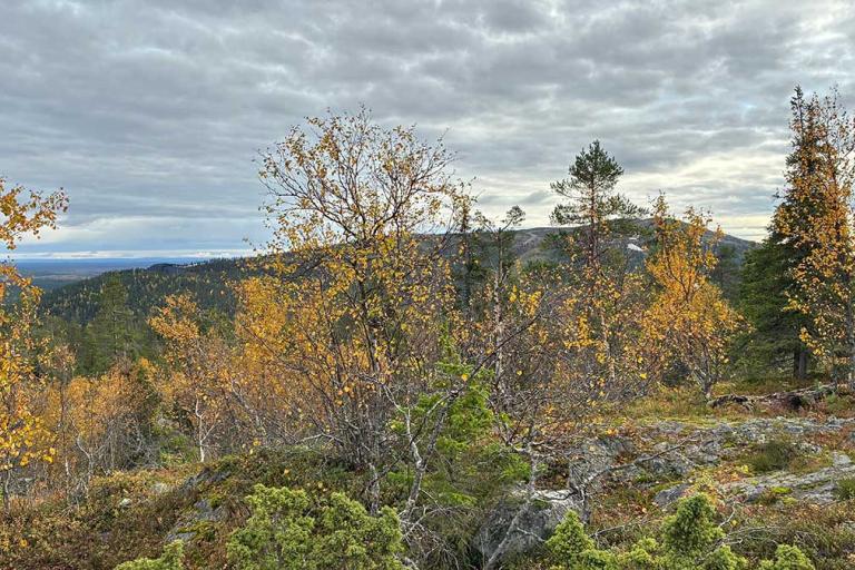 A rocky hillside covered with autumn trees showing yellow and orange leaves, with a cloudy sky and distant hills in the background.