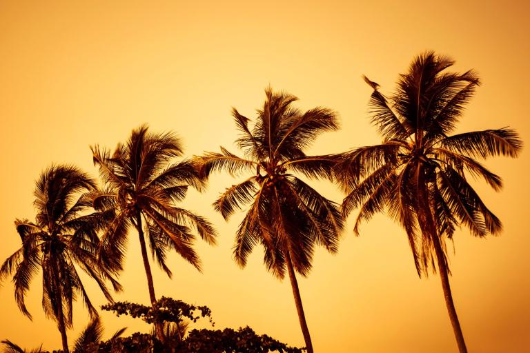 Silhouettes of tall palm trees with fronds against an orange sunset sky.