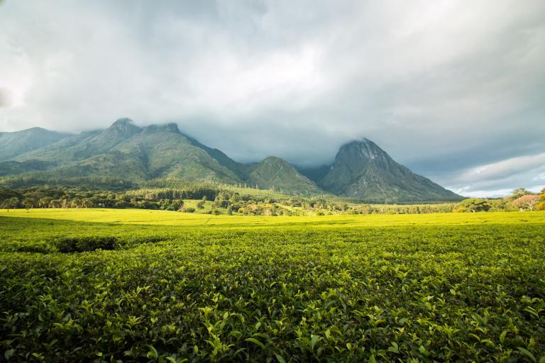 Lush green tea fields stretch out beneath tall, misty mountains under a cloudy sky.