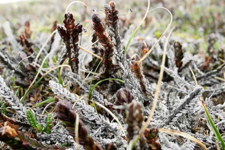 Close-up of frost-covered plants with brown buds and twisted stems, surrounded by patches of grass and a blurred background.