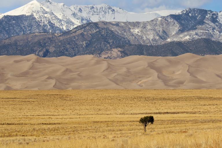 A lone tree stands in a dry grass field, with sand dunes behind it and snow-covered mountains in the background.