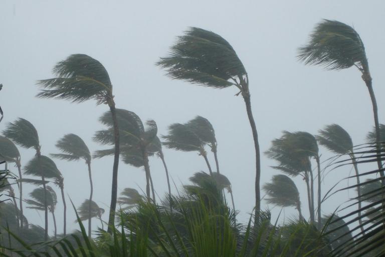Tall palm trees bend in strong winds under a gray, cloudy sky, with leaves blown dramatically to one side, suggesting stormy weather conditions.