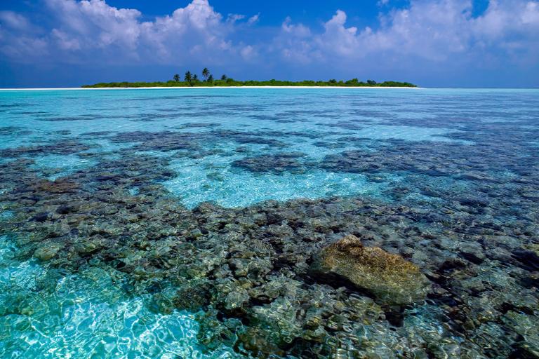 Small island with palm trees in the distance, clear blue sky, and shallow turquoise water over a coral reef in the foreground.