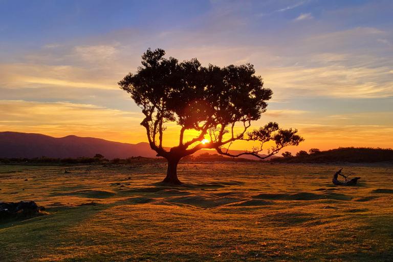 A lone tree silhouetted against a sunset in a field.
