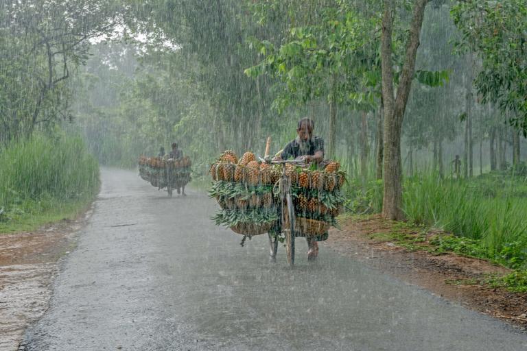 Two people ride bicycles loaded with baskets of pineapples down a rain-swept road between trees.