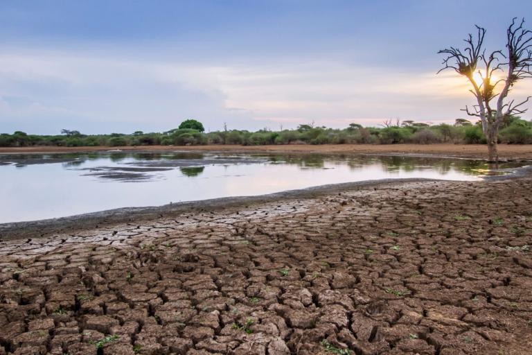 A cracked, dry lakeshore with sparse vegetation, a small body of water, and a leafless tree silhouetted by the setting sun.