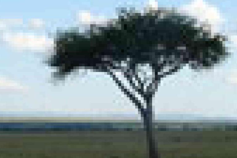 A single tree stands on a flat grassy plain under a partly cloudy sky; the image is pixelated and lacks clear details.