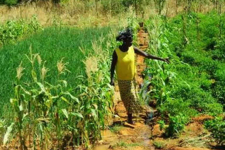 A woman stands in a field among rows of green crops, watering the plants with a narrow irrigation channel.