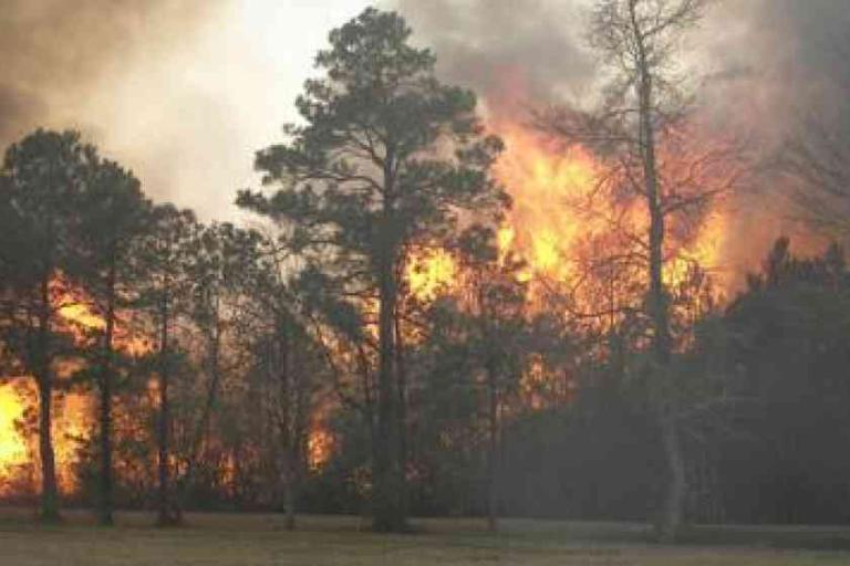 A wildfire burns through a forested area, with large flames and smoke rising among the trees.