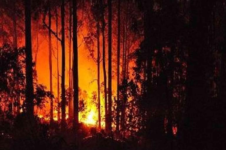 A wildfire burns intensely among tall trees at night, illuminating the forest with bright orange flames.