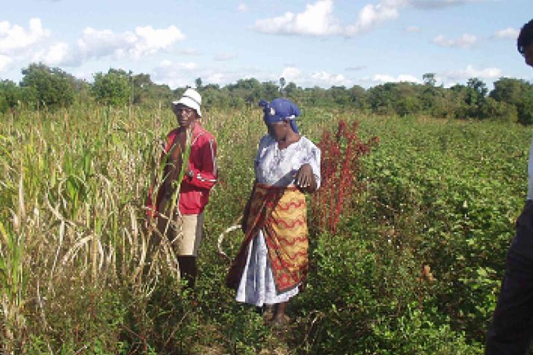 Three adults stand in a green, partially overgrown field under a cloudy sky, observing the crops and vegetation around them.