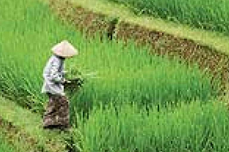 A person wearing a conical hat works in a lush green terraced rice field.