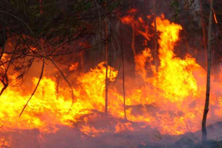 A wildfire burns through a forest area, with large flames engulfing dry vegetation and trees.