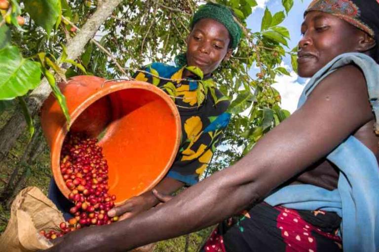 Two women harvest coffee cherries, pouring them from an orange container into a sack, surrounded by green coffee plants.