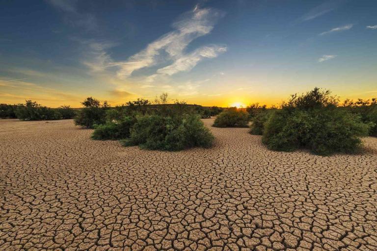 Cracked, dry earth with scattered green shrubs under a clear sky at sunset.