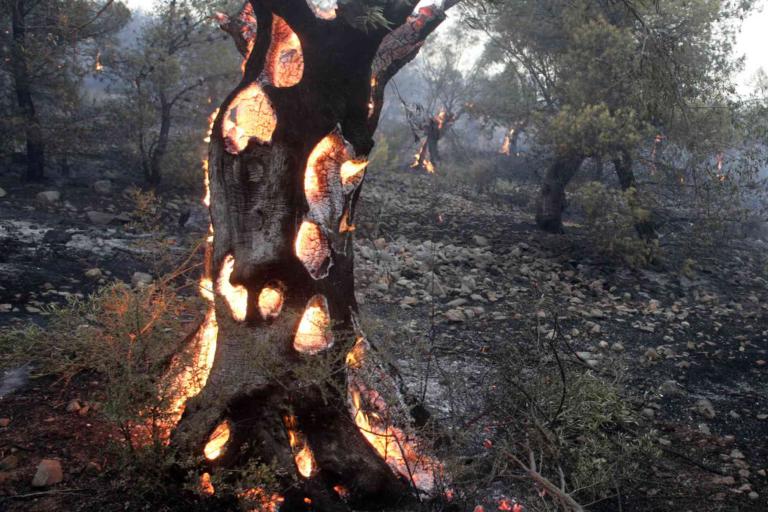 A tree with its trunk burning from the inside stands in a forested area affected by wildfire, with smoke and scattered flames visible in the background.