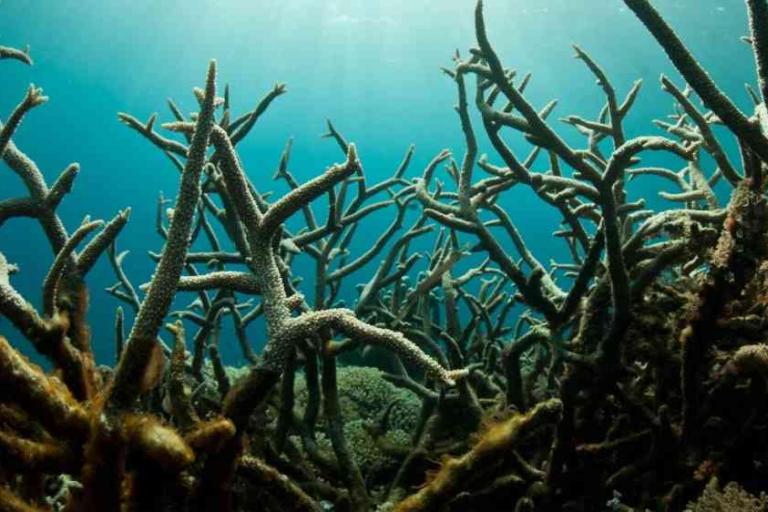Underwater view of dead or bleached coral branches against a blue ocean background, indicating damage to a coral reef ecosystem.