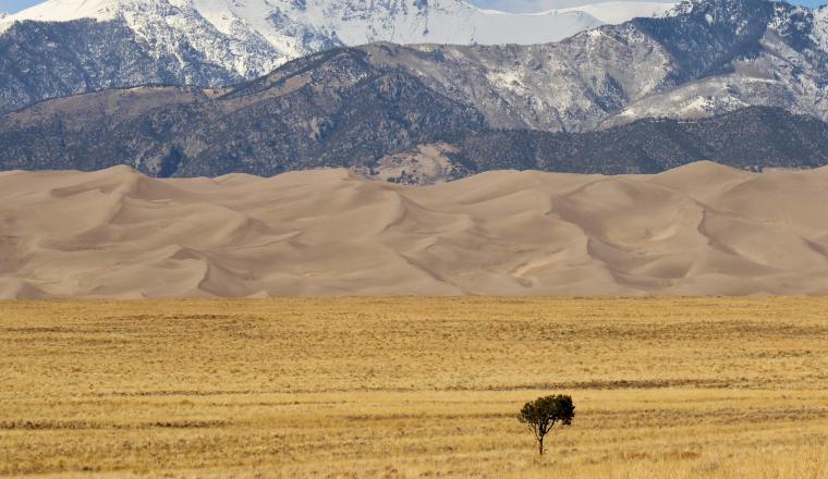 A lone tree stands in a dry grass field, with sand dunes behind it and snow-covered mountains in the background.