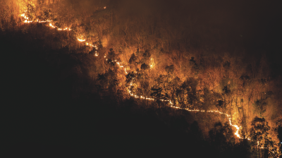 Wildfire consuming a forest at night.