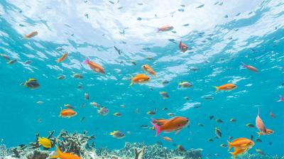 Tropical fish swimming above a coral reef in clear, blue water.