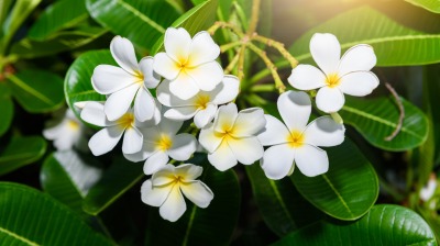 A cluster of white and yellow plumeria flowers in full bloom amidst vibrant green foliage, in presence of sunlight.