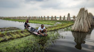 Two people gather aquatic plants from a small boat in a water field, surrounded by harvested plants stacked in conical piles under a cloudy sky.
