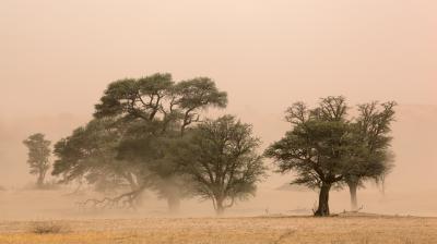 A small group of trees stands in a hazy, dust-filled landscape, with sparse dry grasses covering the ground.