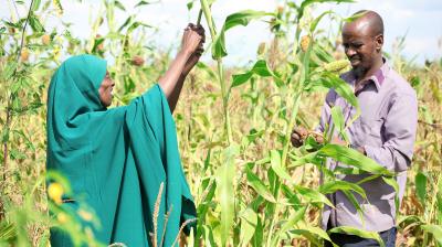 Two people standing in a field, inspecting corn plants. One person is dressed in a green garment, reaching up to a plant. The other person is holding a corn stalk, smiling.