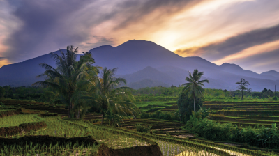 A scenic view of terraced rice fields with palm trees in the foreground and a mountain range under an illuminated, cloudy sky in the background.