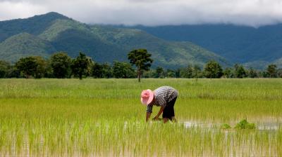 A person in a striped shirt and pink hat bends over to work in a flooded rice field, with green mountains and cloudy skies in the background.