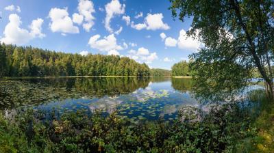 A peaceful lake surrounded by a dense forest with lily pads floating on the water, under a blue sky with scattered clouds.