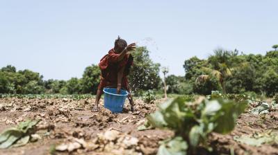 Little African girl watering dry cabbage plants by hand under a cloudless blue sky. 