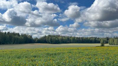 A field of sunflowers stretches toward a distant tree line under a blue sky filled with scattered clouds.