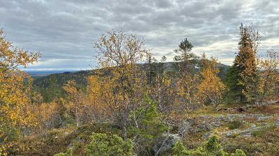 A rocky hillside covered with autumn trees showing yellow and orange leaves, with a cloudy sky and distant hills in the background.