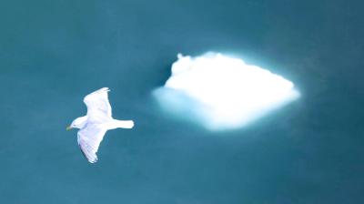 A seagull flies with wings spread above a blue-green body of water, with a small iceberg visible in the background.