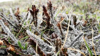 Close-up of frost-covered plants with brown buds and twisted stems, surrounded by patches of grass and a blurred background.