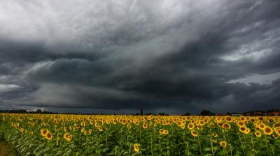 A large field of sunflowers under a dark, cloudy sky with an approaching storm.
